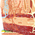 VISCERA17 (12556) Menschliches anatomisches Modell von kleinen Darmzotten